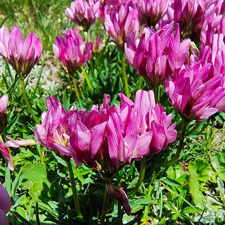 Schwendiboden Appartement