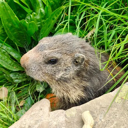 Appartement Schwendiboden *