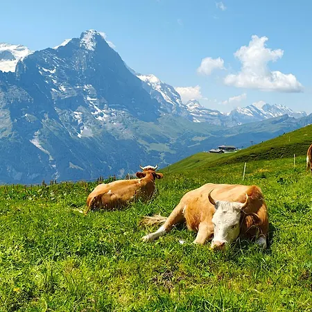 Schwendiboden Apartment Grindelwald