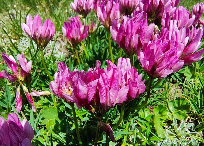 Schwendiboden Lejlighed