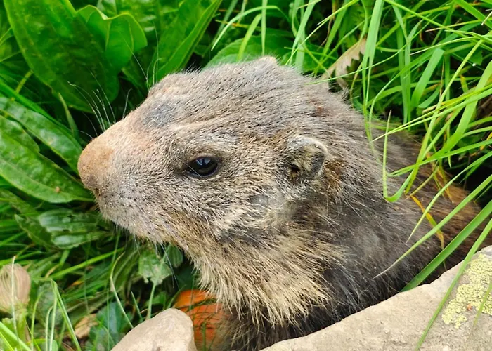 Lejlighed Schwendiboden *